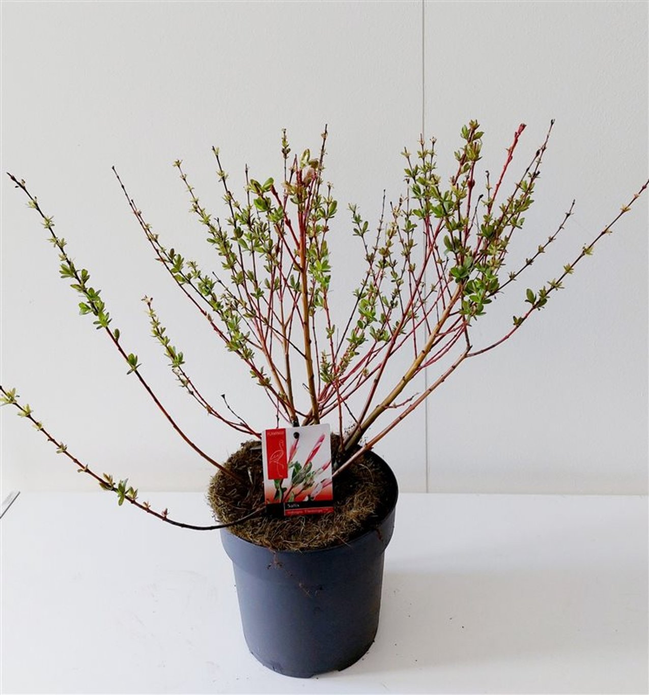 Salix integra 'Flamingo' - C3 30-40 CM